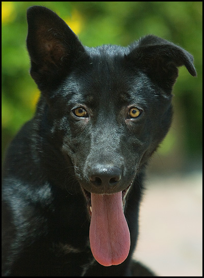 Chevy von Schwarz face